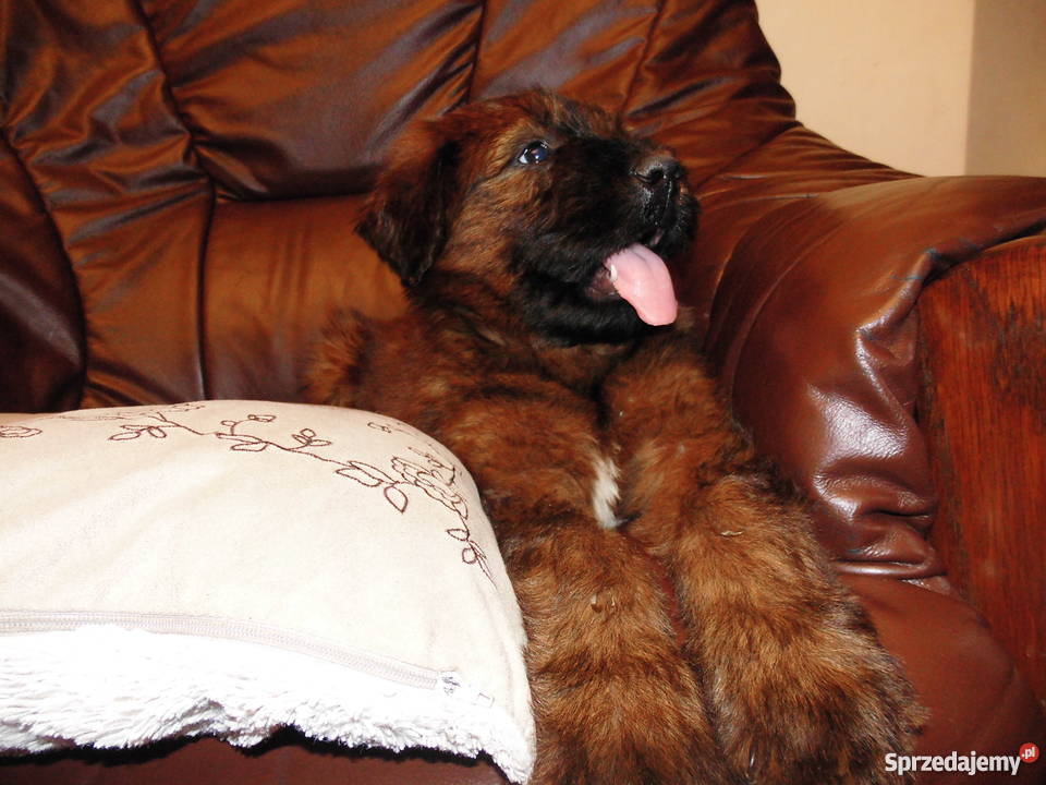 briard owczarek francuski berger de brie