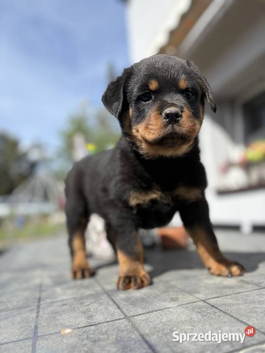 Piękne szczeniaki Rottweilera Zgorzelec