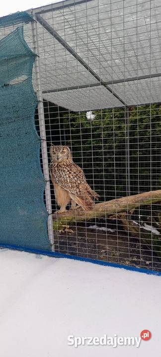 Sowy Sowa Puchacz Bengalski