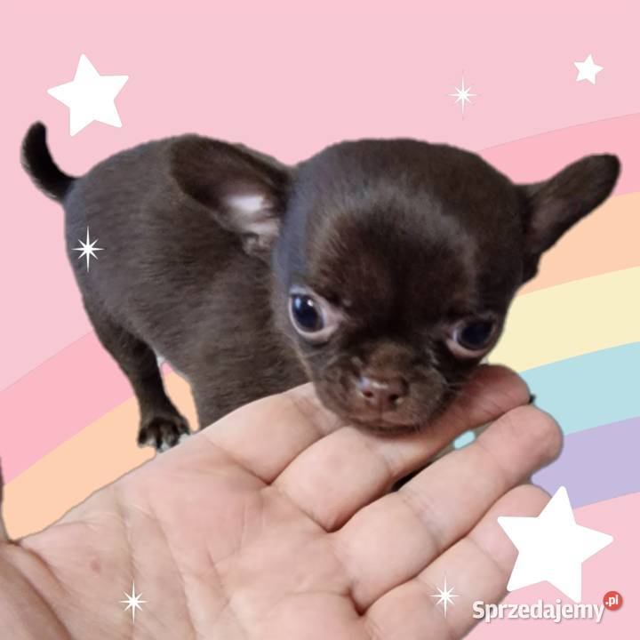 Piesek Chihuahua Luter czekoladowy Nowa Ruda sprzedam