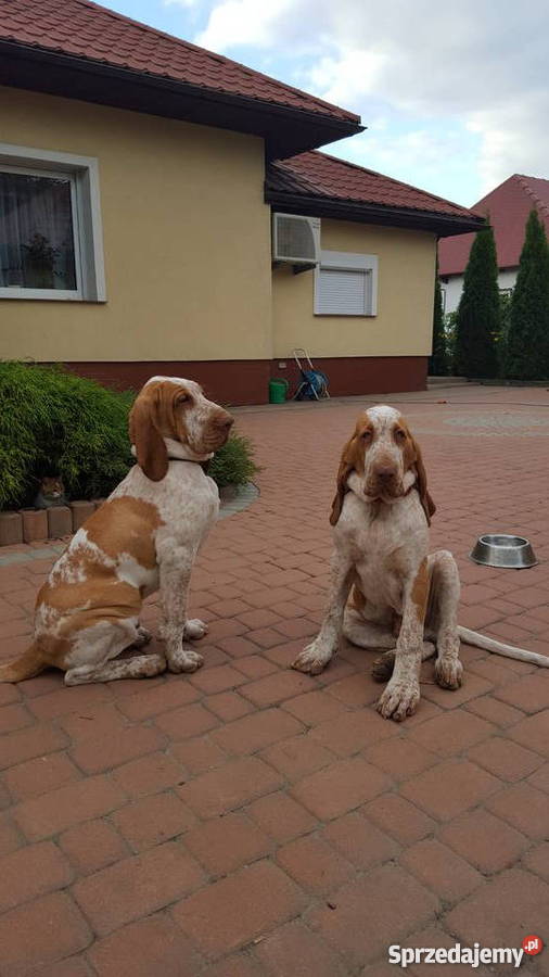 Bracco Italiano małopolskie Bochnia
