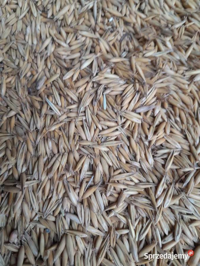 sprzedam owies żółty bingo iowies gniady Koszyce