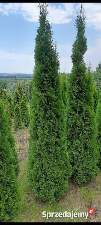 Thuja Szmaragd 140250 Tuja Szmaragd Tuja kopana Grywałd