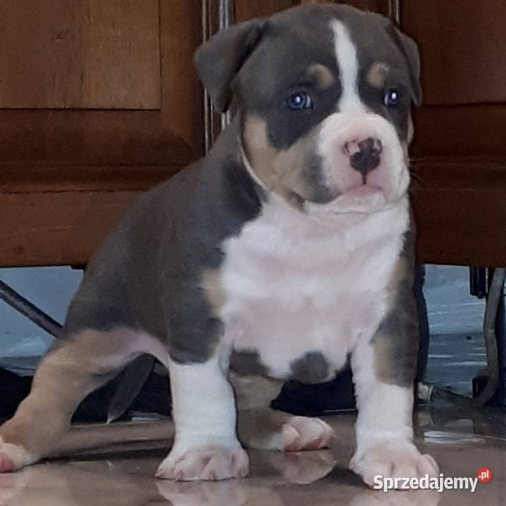 Tricolor amstaff reproduktor Dęblin