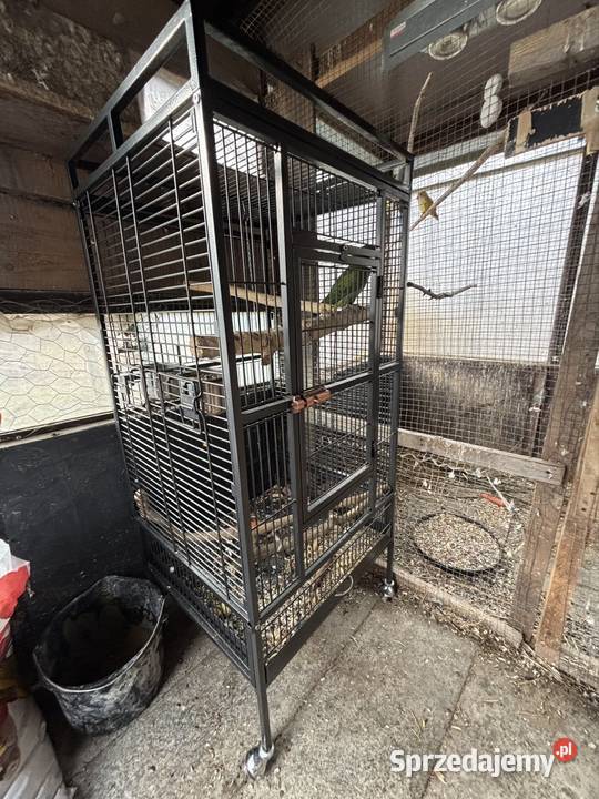 Alexandretta chińska z klatką dolnośląskie Strzegom