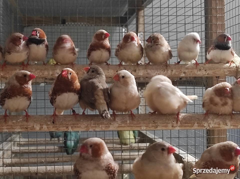Zeberki w różnych mutacjach Ptaki Rębków