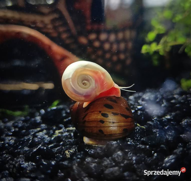 Planorbella SP Pink ZATOCZEK RÓŻOWY małopolskie Tarnów sprzedam