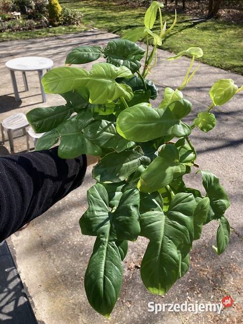 Duży zestaw Philodendron filodendron małopolskie