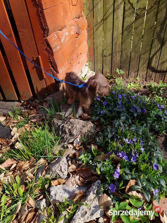 Jamnik szorstkowłosy króliczy Psy Klonowo Dolne