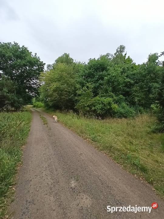 Syndyk Sprzeda Nieruchomość W Rososze K/Kalisza Rosocha - Sprzedajemy.pl