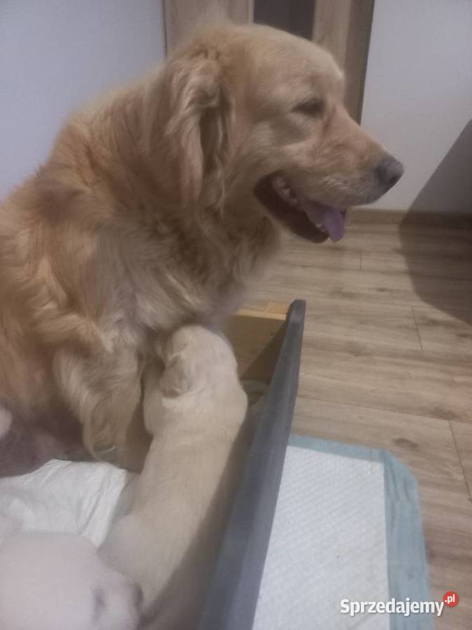 Piesek Golden Retriever Psy Poniatowa