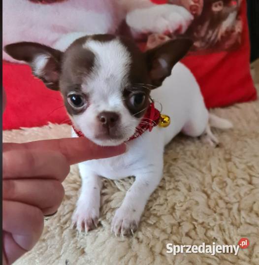 Śliczny piesek Chihuahua biało czekoladowy Zwierzęta Częstochowa sprzedam