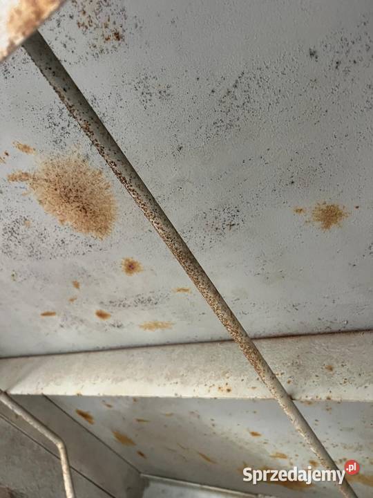 Przyczepa brandys bss 7 Bukówiec Górny