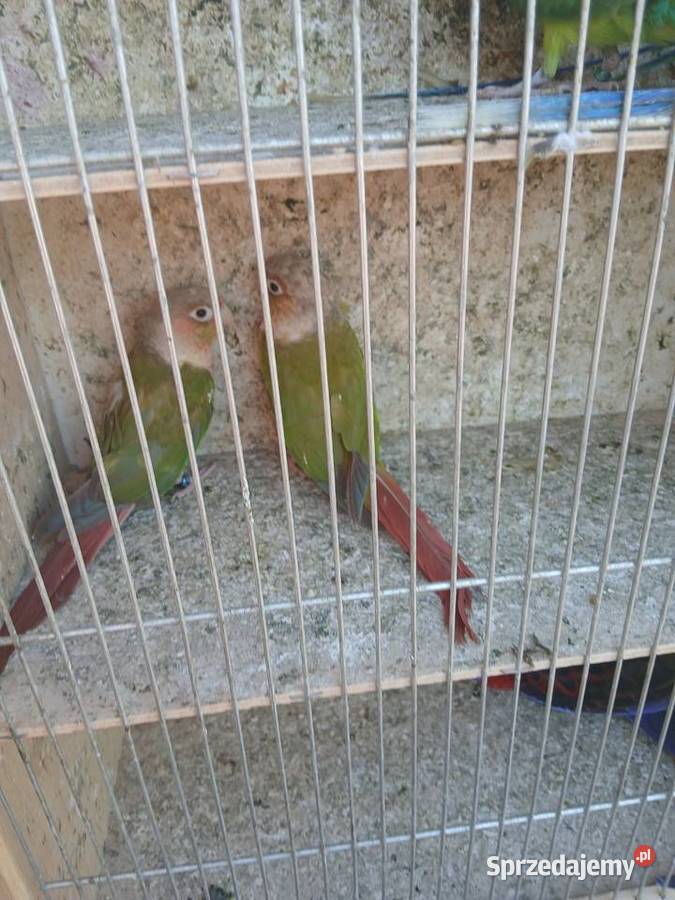 Mam do zaoferowania papugi Rzeszów