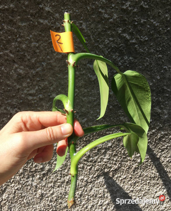 Philodendron filodendron Emerald Queen sadzonka Kraków