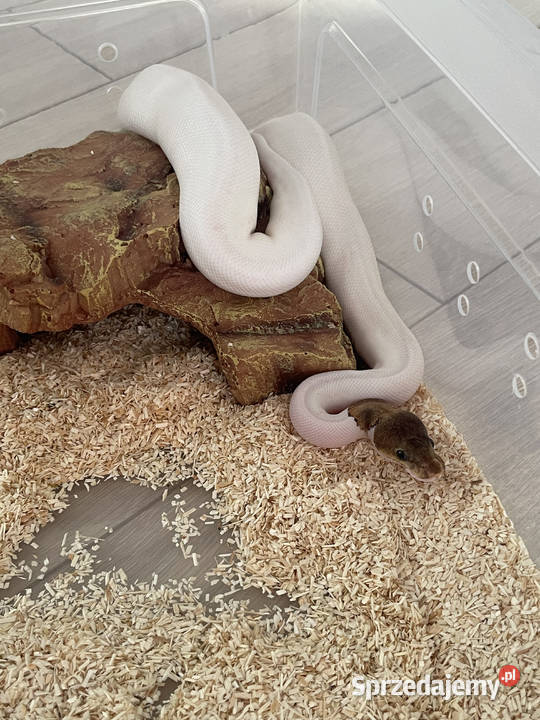 Python Regius Samiec Mojave Piebald poss Warszawa