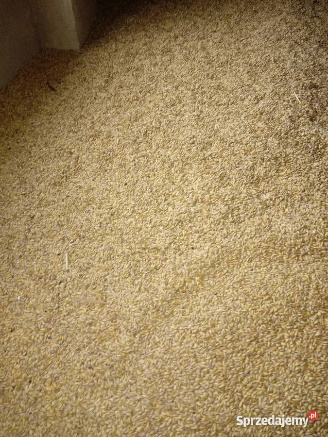 Jęczmień jary lubelskie Krasnystaw