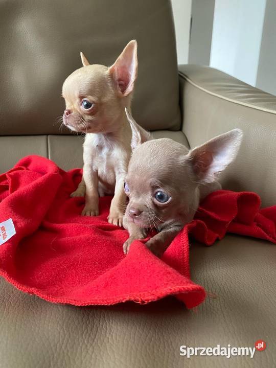 Chihuahua śliczne szczeniaki - już do odbioru