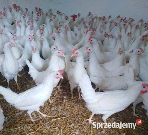 Kury nioski Leghorn z jajkiem Dąbrowa Tarnowska