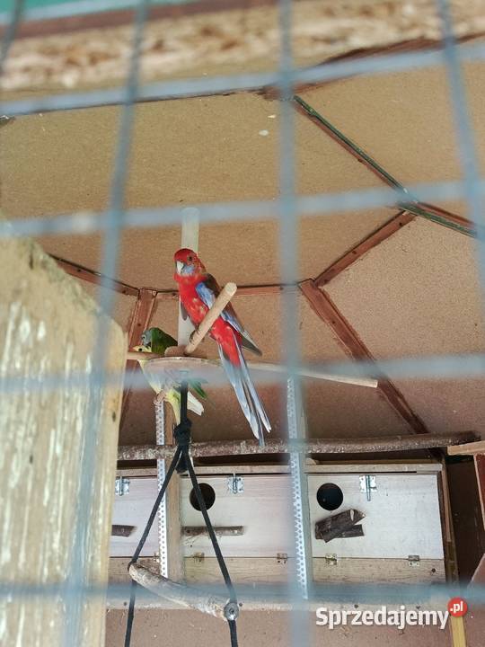 Rozella królewska samica śląskie Pszów