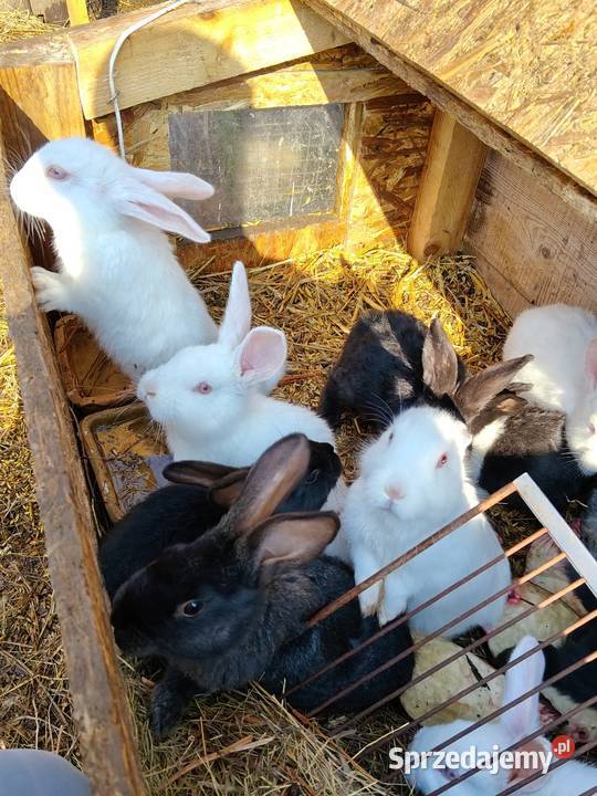 Sprzedam króliki zwykłe mięsne warmińsko-mazurskie