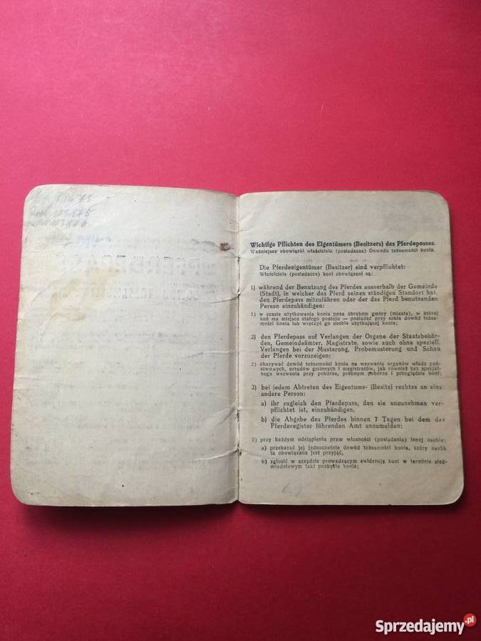 Dowód tożsamości konia Szczecin