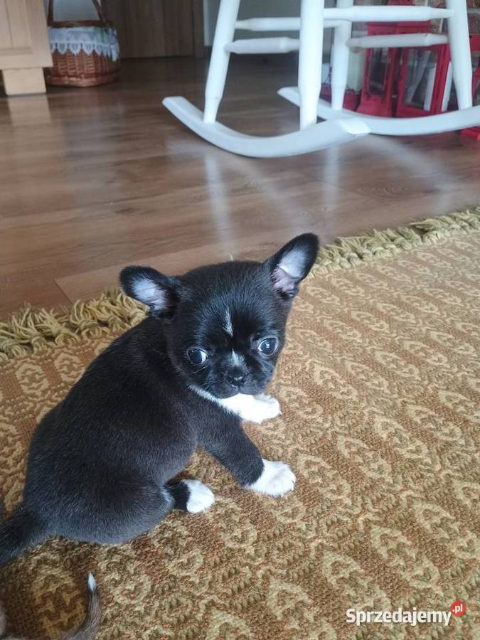 Chihuahua malutki xxs gorzka czekolada łódzkie