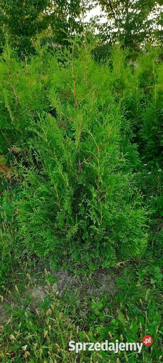 Thuja Szmaragd 80250 Tuja Szmaragd Tuja Brabant Olszana