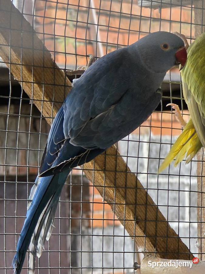 Papugi sprzedam Proszowice