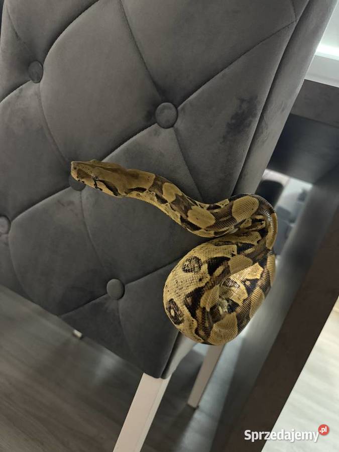 Boa Imperator Normal kujawsko-pomorskie Bydgoszcz sprzedam
