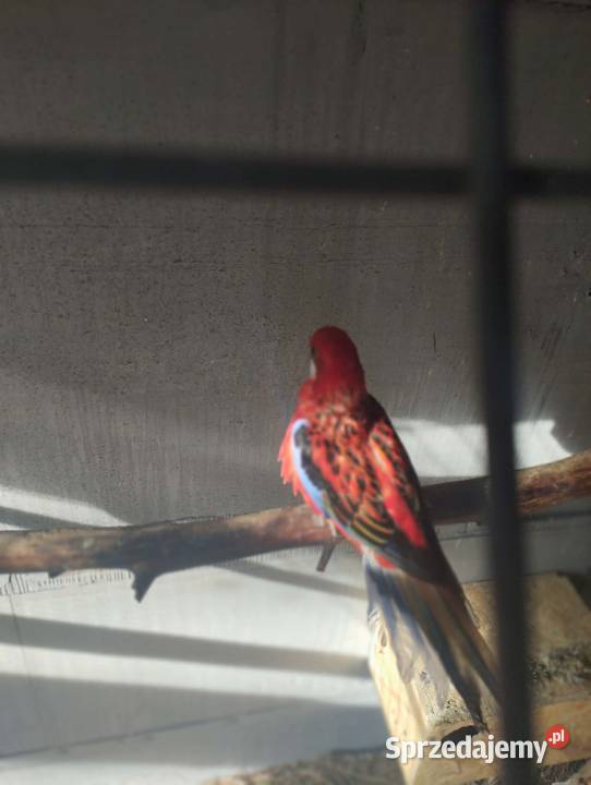 Sprzedam papugi rozelle białolice