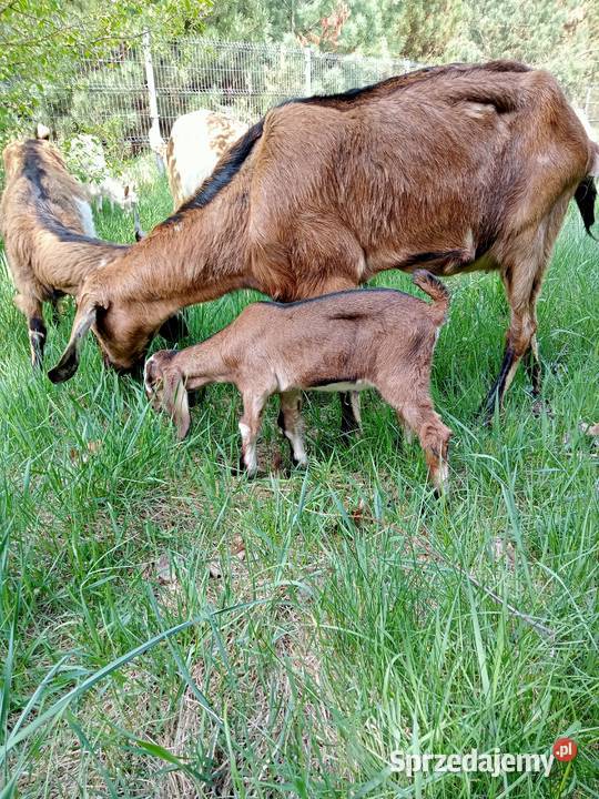 Kozioł Anglonubijski z rodowodem NOG Tuszyn