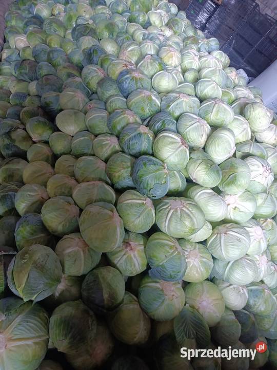 Sprzedam kapustę białą Rośliny okopowe