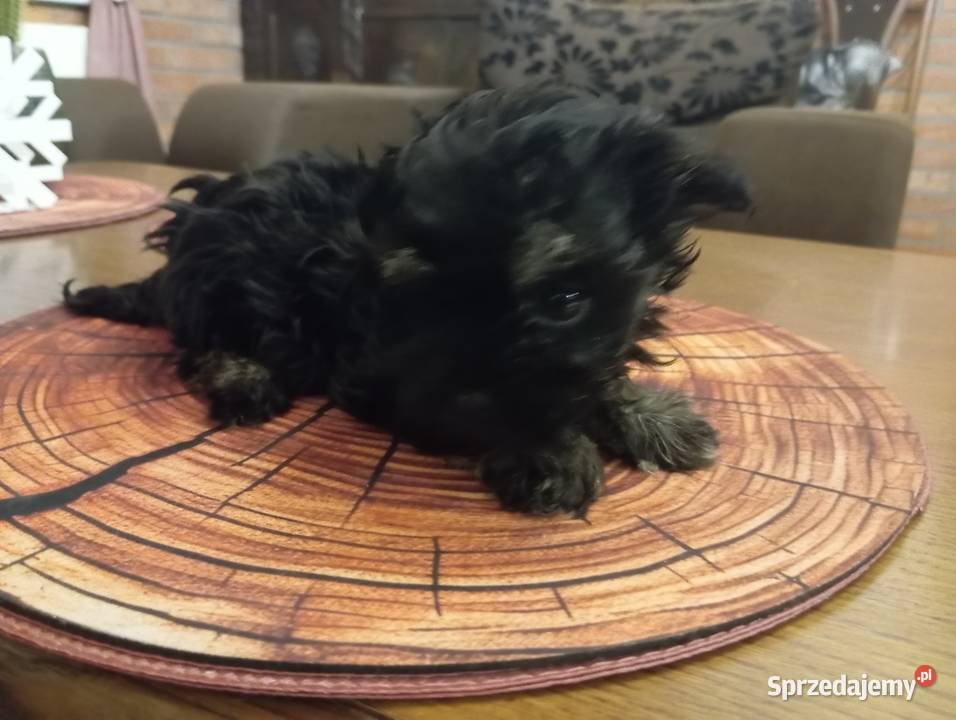 Sprzedam Sunię rasy Rosyjska Bolonka Kolorowa Środa Wielkopolska