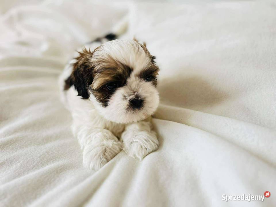 Śliczne szczenięta shih Tzu małopolskie