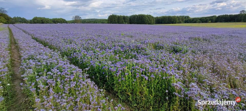 Facelia 2025 nasiona poplon miododajna Usnarz Górny