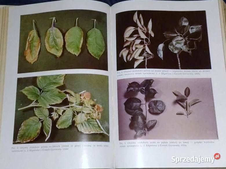 Fizjologia roślin sadowniczych Leszek Jankiewicz twarda z obwolutą lubelskie