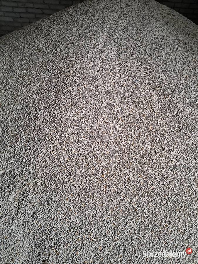 Łubin biały słodki ZEUS Bednarzówka