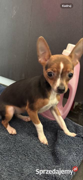 Cudowna xxs Pinczerka Pozostałe Warszawa