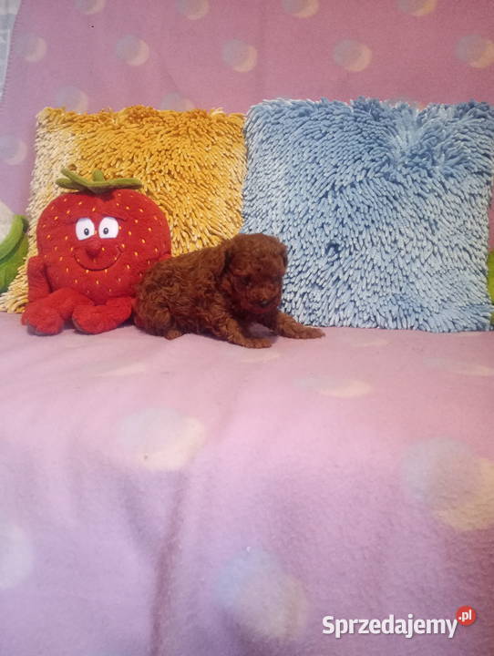 PUDELEK toy Red suczka sprzedam