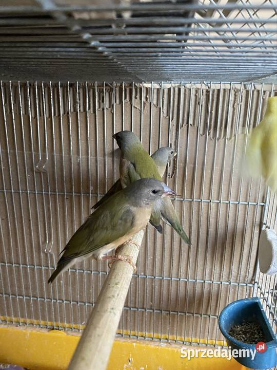 amadyna wspaniała Damasławek