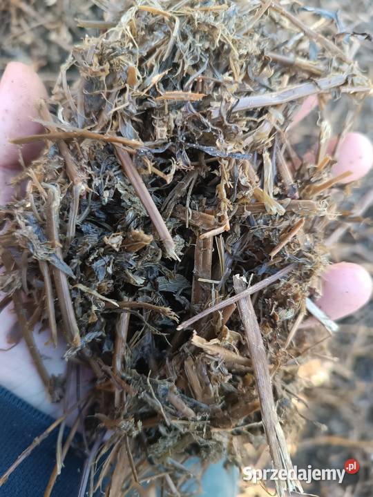 Kiszonka z lucerny Drobin sprzedam