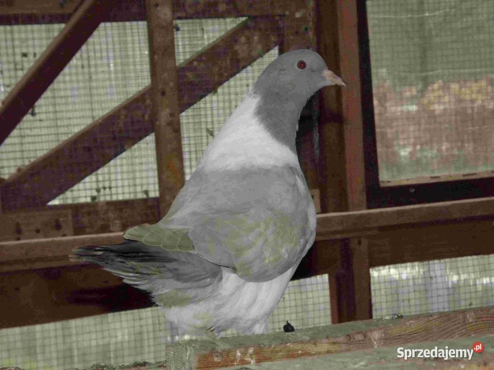 sprzedam gołębie Podborze sprzedam