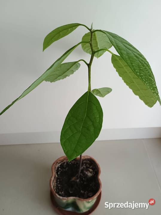 Kwiat Awokado w doniczceMłoda roślina avocado zielony łódzkie