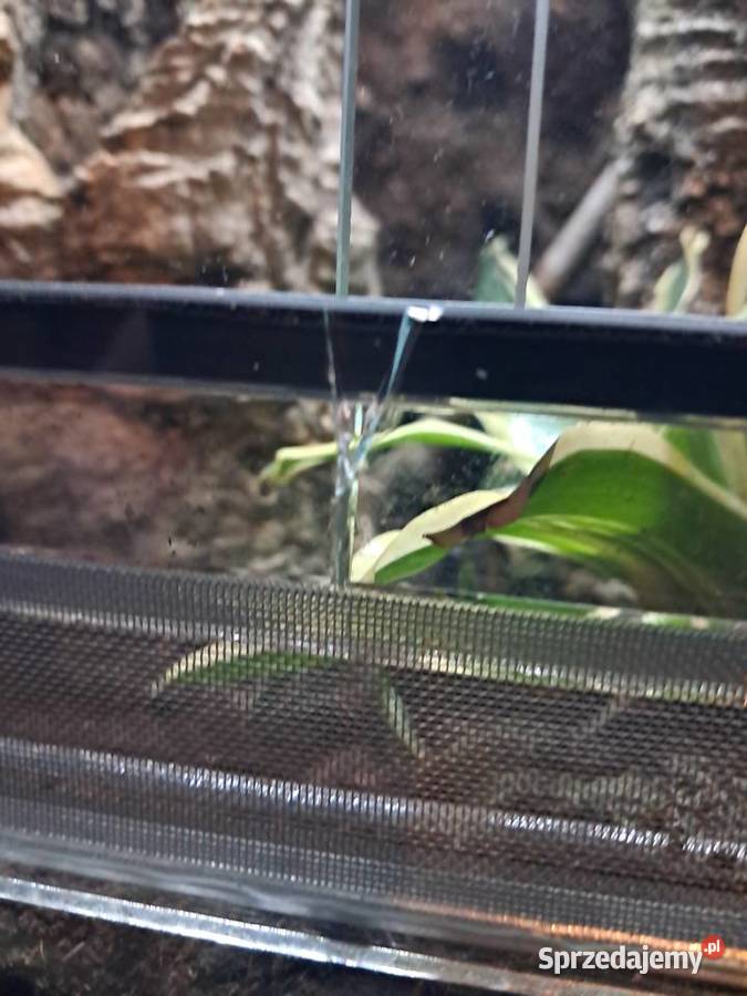 Sprzedam używane terrarium stan db jedno małe