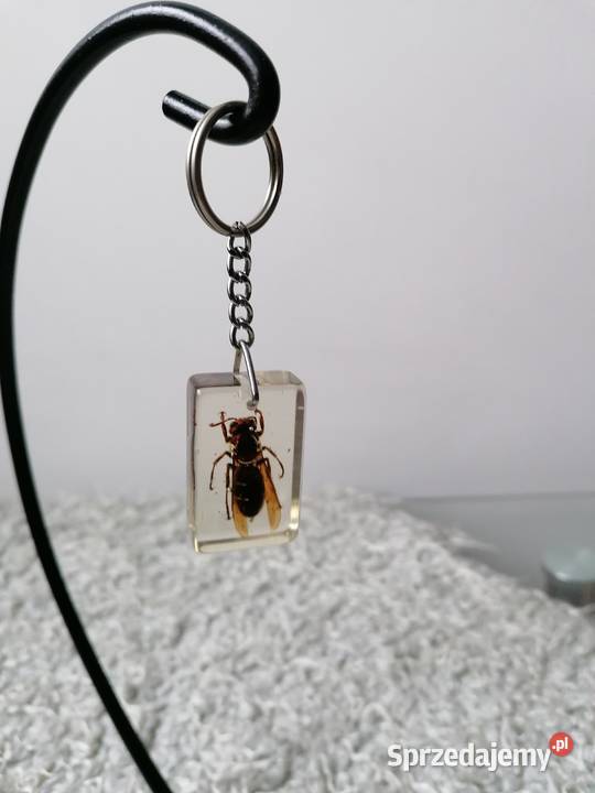 BRYLOCZEKPSZCZOŁA W ŻYWICY łódzkie Łódź sprzedam