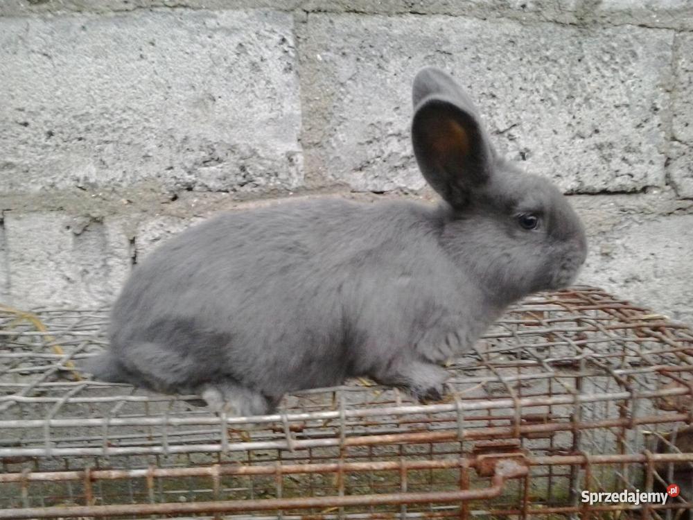 Królik Króliki Wiedeński Niebieski Samiec Samica