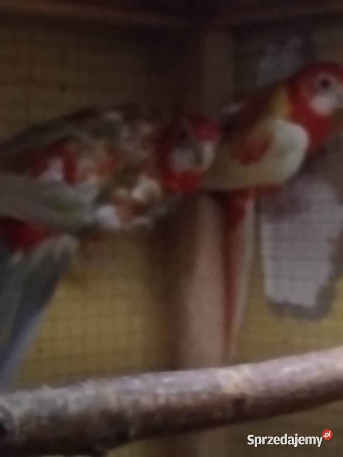 Sprzedam Nimfe mlode Piaseczno