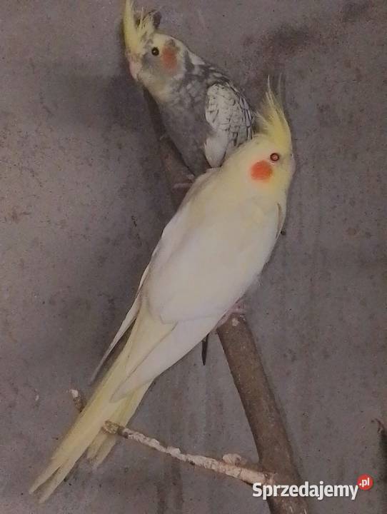 Papugi nimfy wielkopolskie Dubin