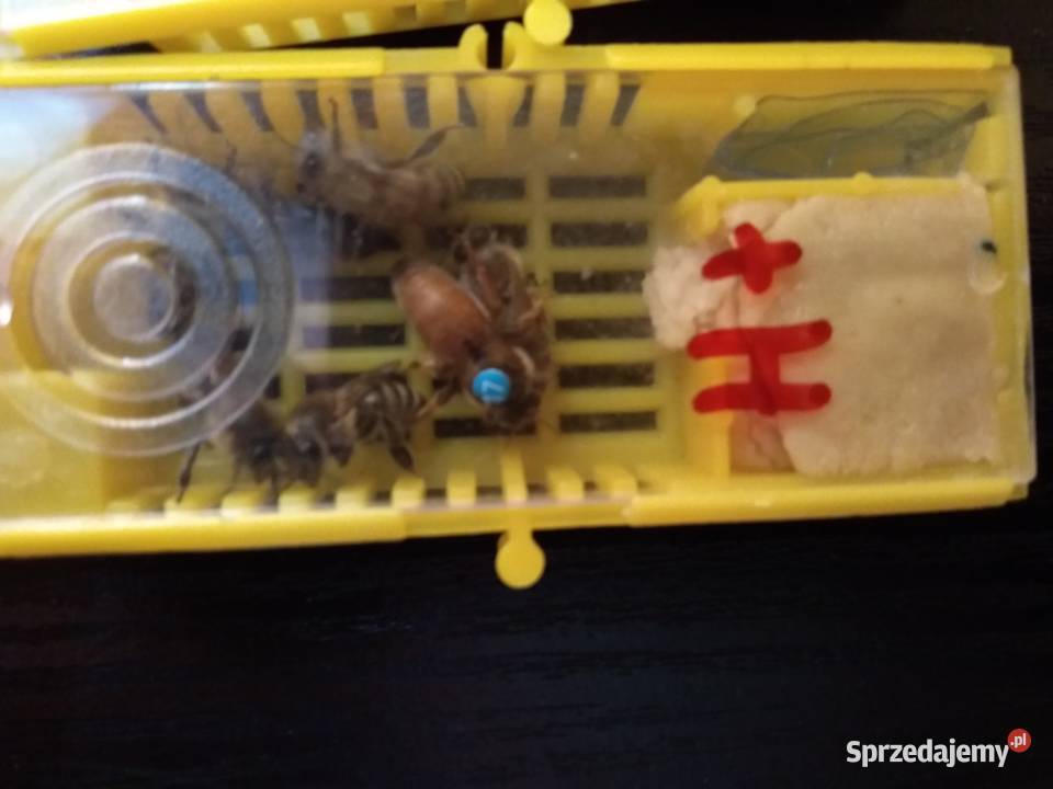 Matki pszczele HYG NieUnasiennione Buckfast Warszawa